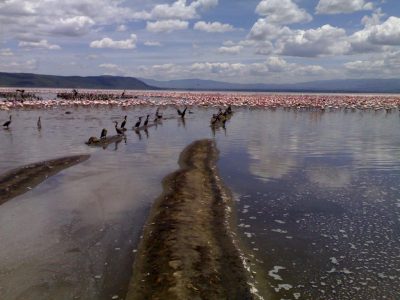 2007-10-21_13 Lake Nakuru