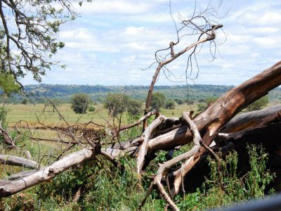 20100519_094914_Tarangire