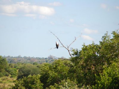 20100519_125318_Tarangire