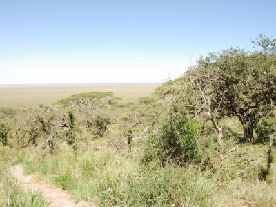 20100521_094334_Serengeti