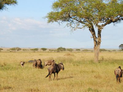 20100521_142116_Serengeti