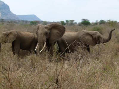 2011-08-17_13-15-22_Tsavo