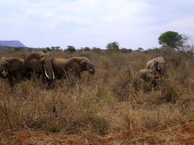 2011-08-17_13-17-06_Tsavo