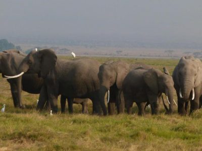 2011-08-18_17-09-14_Amboseli