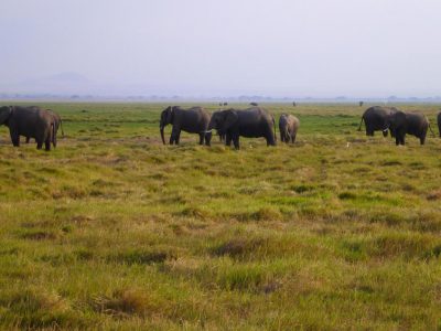 2011-08-18_17-18-10_Amboseli