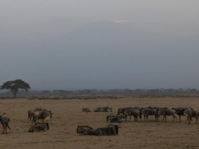 2011-08-18_18-15-58_Amboseli