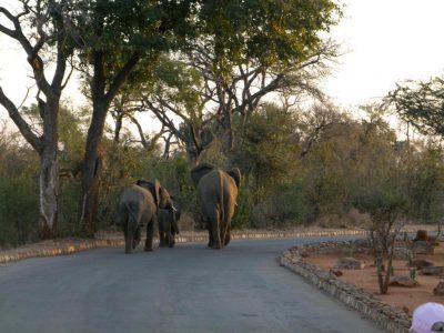 2012-07-16_170435_Kruger