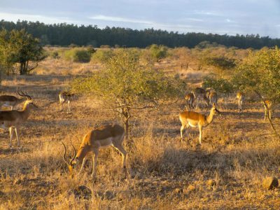 2012-07-18_065631_Kruger