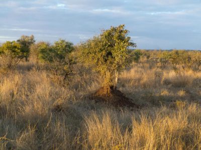 2012-07-18_070223_Kruger