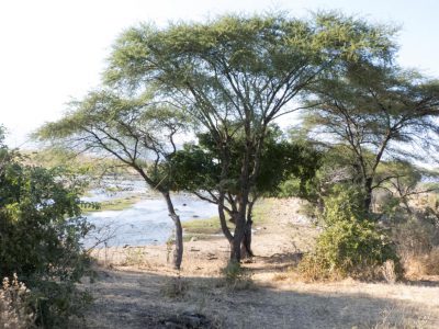 2013-06-12_064754 Ruaha