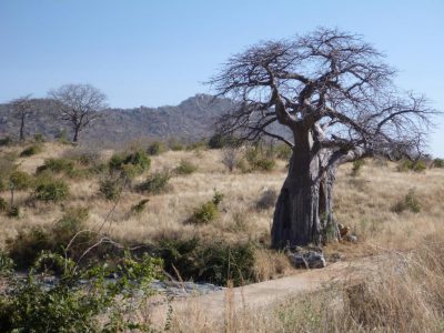 2013-06-12_094454 Ruaha