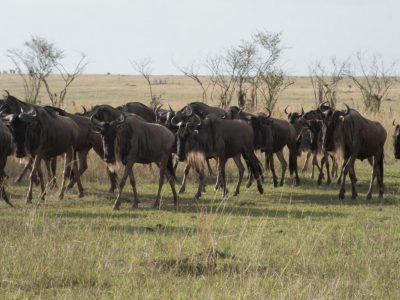 2014-06-14_160210 Masai Mara