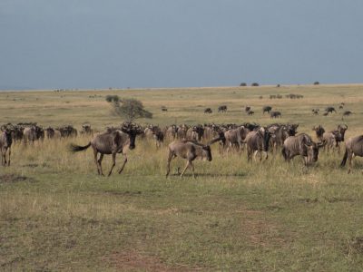 2014-06-14_160350 Masai Mara