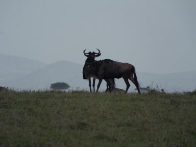 2014-06-17_163928 Masai Mara