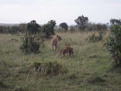2014-06-17_170932 Masai Mara