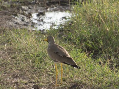 Afrikanische_Wattled_Kibitze_02