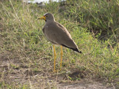 Afrikanische_Wattled_Kibitze_03