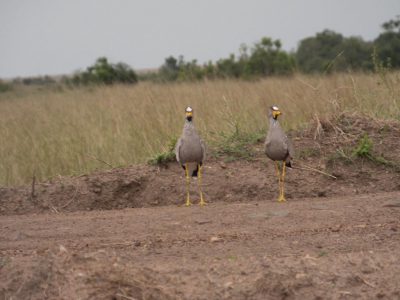 Afrikanische_Wattled_Kibitze_04