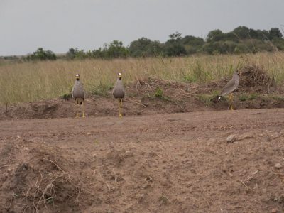 Afrikanische_Wattled_Kibitze_05