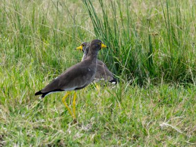 Afrikanischer Wattled Kibitz (Senegal Wattled Plover, Vanellus senegallus)