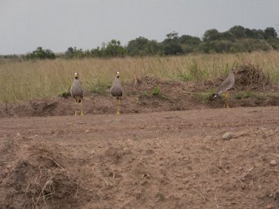 Afrikanische_Wattled_Kibitze_07