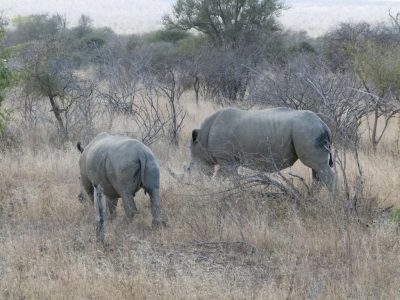 Breitmaulnashorn_04