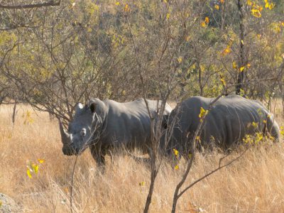 Breitmaulnashorn_05