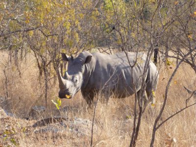 Breitmaulnashorn im Krüger Nationalpark