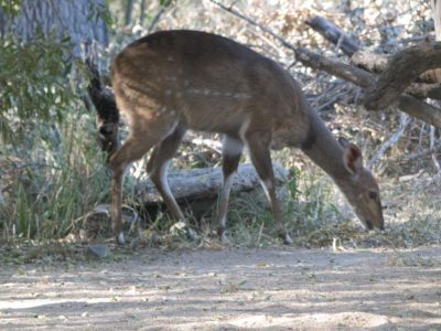 Buschbock (Bushbuck, Tragelaphus scriptus)