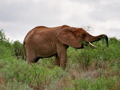 Elefanten_12