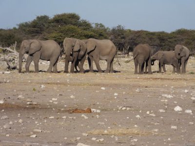 Elefanten_19