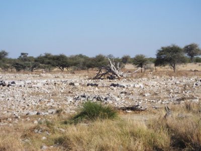 Etosha-Nationalpark_01