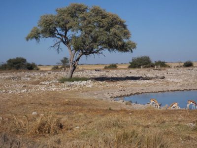 Etosha-Nationalpark_02