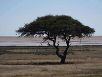 Etosha-Nationalpark_05