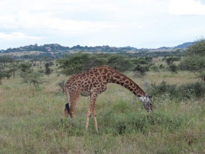 Giraffen_03