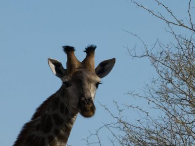 Giraffen_10