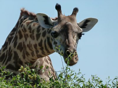 Giraffen_11