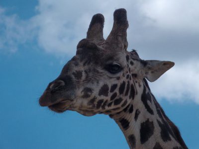 Giraffen_12