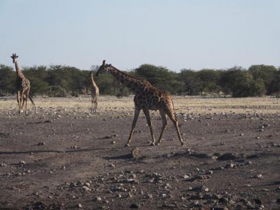 Giraffen_14