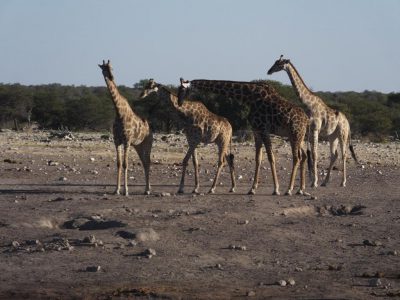 Giraffen_15