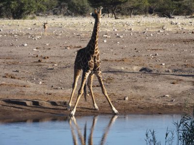 Giraffen_16