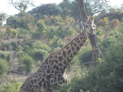 Giraffen_17