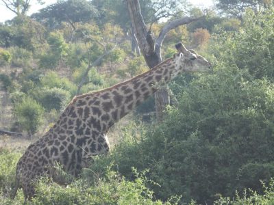 Giraffen_18