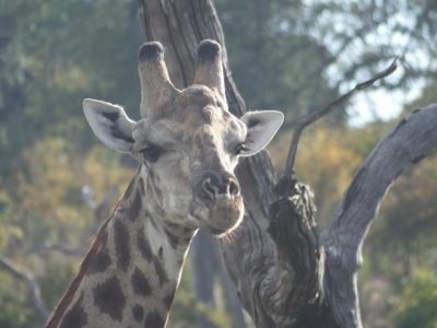 Giraffen (Giraffa camelopardalis)