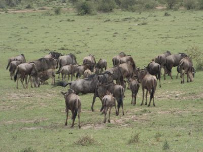 Gnus_03