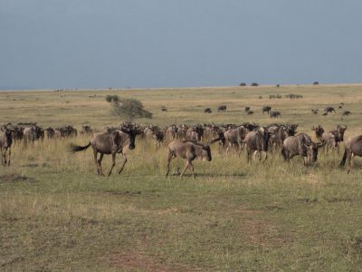 Gnus_06