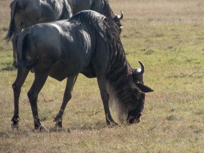 Gnus (Weißschwanzgnu, Streifengnu, östliche Weißbartgnus, Weißbindengnus, Serengeti-Weißbartgnus)