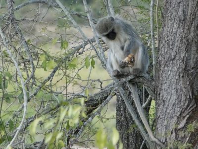 Gruene_Meerkatze_04