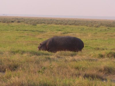 Hippos_01