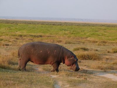 Hippos_04